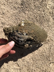 Pyganodon grandis