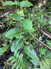 Eugenia stewardsonii