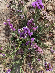 Limonium sinuatum