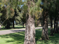 Casuarina cunninghamiana