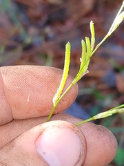 Alysicarpus ovalifolius