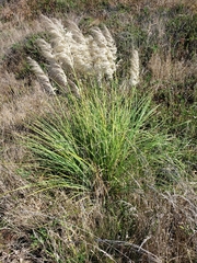 Cortaderia jubata