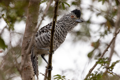 Thamnophilus doliatus capistratus