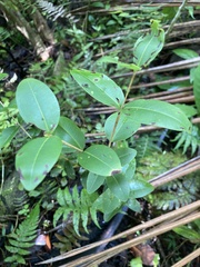 Eugenia stewardsonii