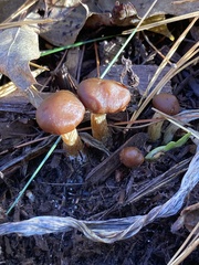 Tubaria furfuracea