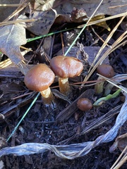 Tubaria furfuracea