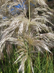 Cortaderia jubata
