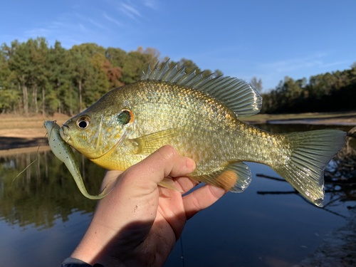 Redear (Lepomis microlophus) — Centrarchidae — 2