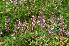 Pyrola asarifolia incarnata