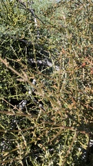 Phoradendron californicum