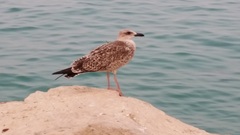 Larus michahellis