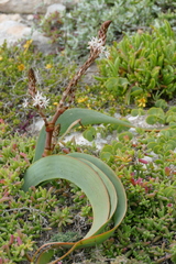 Trachyandra falcata