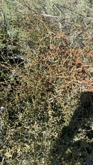 Phoradendron californicum