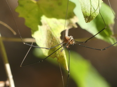 Leiobunum limbatum