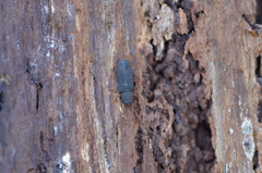 Uleiota planata