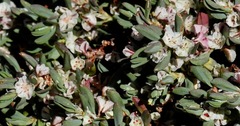 Polygonum shastense