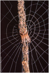 Cyclosa machadinho