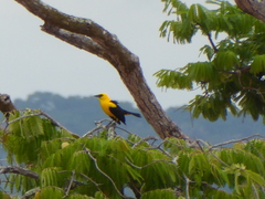 Gymnomystax mexicanus