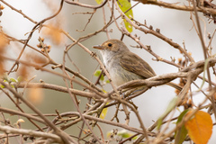 Euscarthmus meloryphus