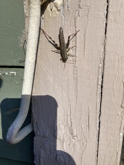 Melanoplus sanguinipes
