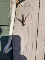 Melanoplus sanguinipes