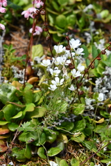 Cherleria arctica