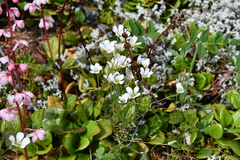 Cherleria arctica