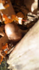 Chroogomphus vinicolor