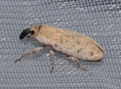 Lixus professus