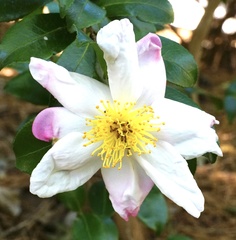 Camellia sasanqua