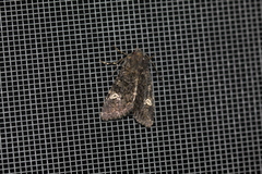 Polymixis serpentina