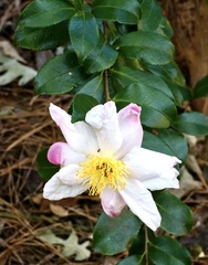 Camellia sasanqua