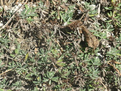 Lavandula