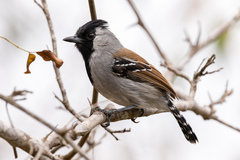 Sakesphoroides cristatus
