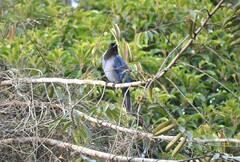 Cyanocorax violaceus
