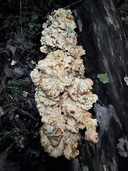 Laetiporus cincinnatus