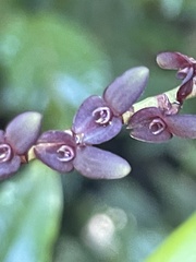 Stelis