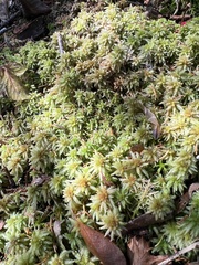 Sphagnum palustre