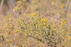 Heterotheca subaxillaris