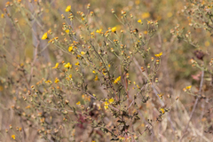 Heterotheca subaxillaris