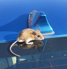 Peromyscus maniculatus