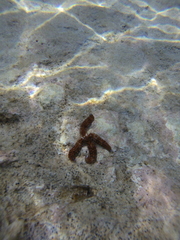 Coscinasterias tenuispina