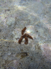 Coscinasterias tenuispina