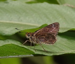 Vehilius stictomenes stictomenes