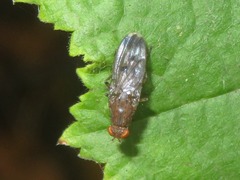 Suillia variegata