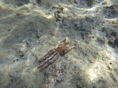 Coscinasterias tenuispina