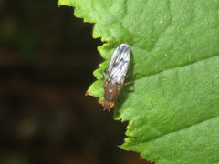 Suillia variegata