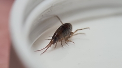 Arcitalitrus sylvaticus