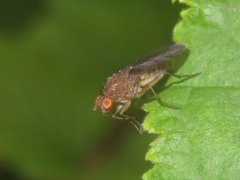 Suillia variegata