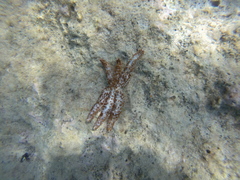 Coscinasterias tenuispina